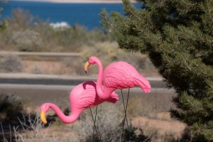 IMG_1781